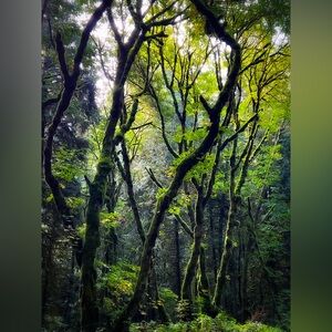 Forest, Trees Photography  8x10 Original Photographic Print